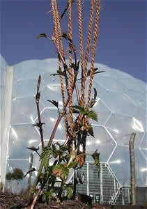Hops outside the humid tropics biome