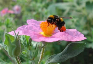 Bee in the warm temperate biome