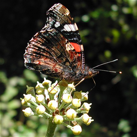 As a little tastier here's a nice shot of a Red Admiral butterfly taken near Lyme Regis, September 2002